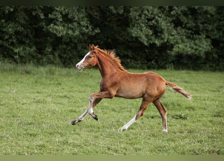 Poney de selle allemand, Étalon, Poulain (01/2025), Alezan brûlé