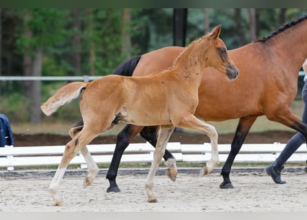 Poney de selle allemand, Étalon, Poulain (05/2025), Alezan