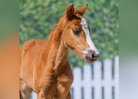 Poney de selle allemand, Étalon, Poulain (03/2026), Alezan