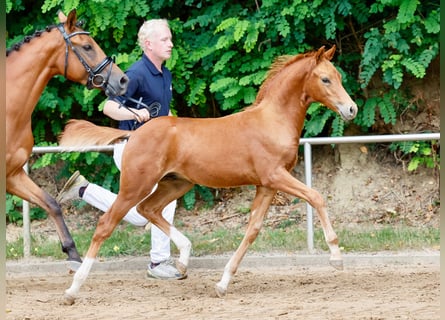 Poney de selle allemand, Étalon, Poulain (06/2024), Alezan