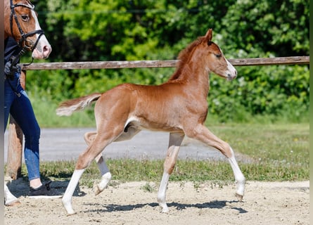 Poney de selle allemand, Étalon, , Alezan