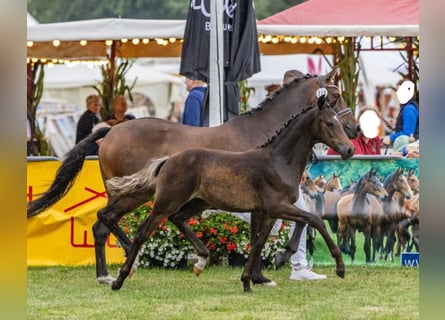 Poney de selle allemand, Étalon, Poulain (05/2024), Bai brun