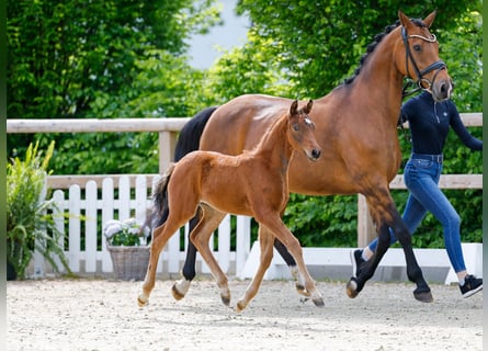 Poney de selle allemand, Étalon, , Bai