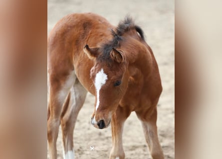 Poney de selle allemand, Étalon, Poulain (02/2026), Bai