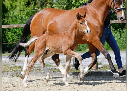 Poney de selle allemand, Étalon, , Bai