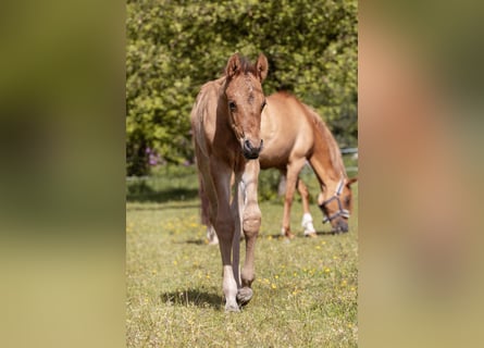 Poney de selle allemand, Étalon, Poulain (05/2026)