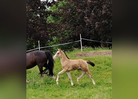 Poney de selle allemand, Étalon, Poulain (04/2024), Isabelle