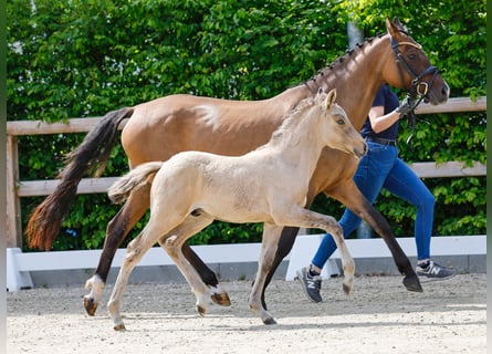 Poney de selle allemand, Étalon, , Isabelle