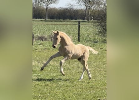 Poney de selle allemand, Étalon, Poulain (01/2026), Palomino