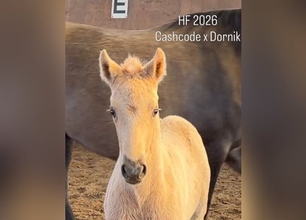 Poney de selle allemand, Étalon, Poulain (03/2026), Palomino