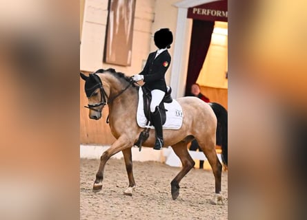 Poney de selle allemand, Hongre, 10 Ans, 146 cm, Buckskin