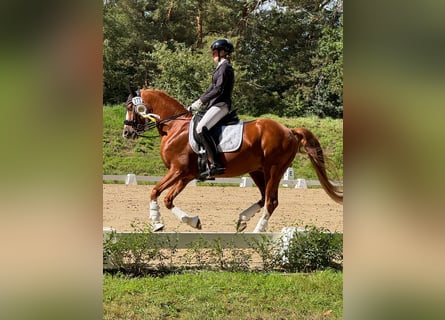 Poney de selle allemand, Hongre, 10 Ans, 147 cm, Alezan