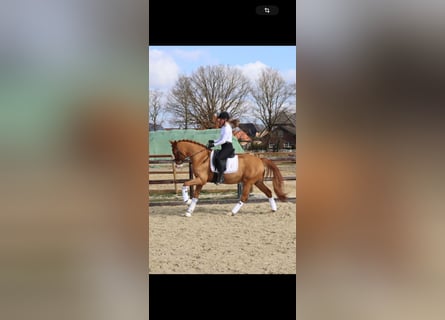 Poney de selle allemand, Hongre, 10 Ans, 148 cm, Alezan