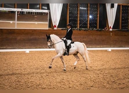 Poney de selle allemand, Hongre, 10 Ans, 148 cm, Palomino