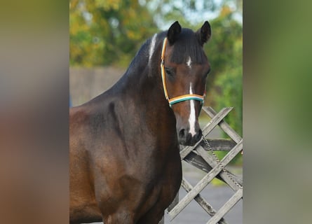 Poney de selle allemand, Hongre, 10 Ans, 150 cm, Bai