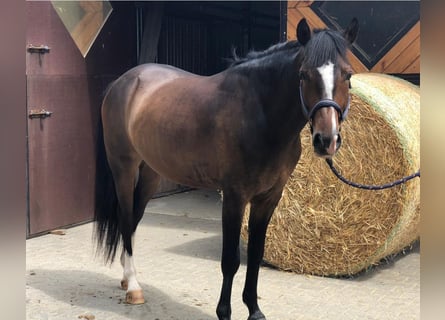 Poney de selle allemand, Hongre, 10 Ans, 152 cm, Bai