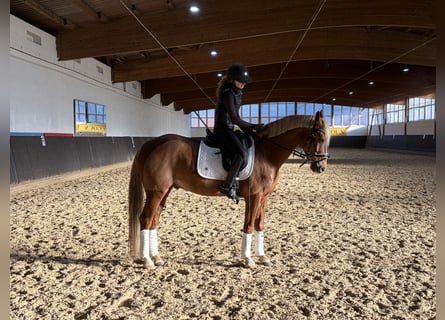 Poney de selle allemand, Hongre, 11 Ans, 148 cm, Alezan brûlé