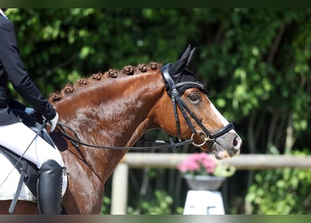 Poney de selle allemand, Hongre, 11 Ans, 148 cm, Alezan brûlé