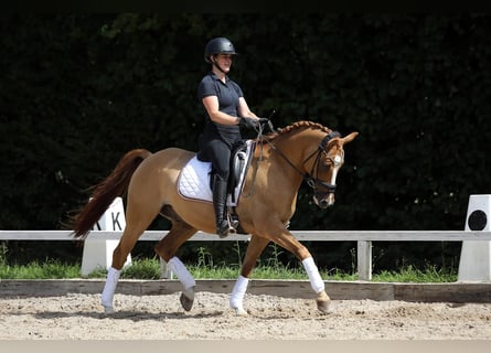 Poney de selle allemand, Hongre, 11 Ans, 148 cm, Alezan