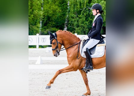 Poney de selle allemand, Hongre, 11 Ans, 148 cm, Alezan