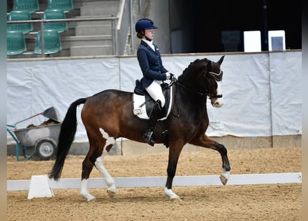 Poney de selle allemand, Hongre, 11 Ans, 148 cm, Bai