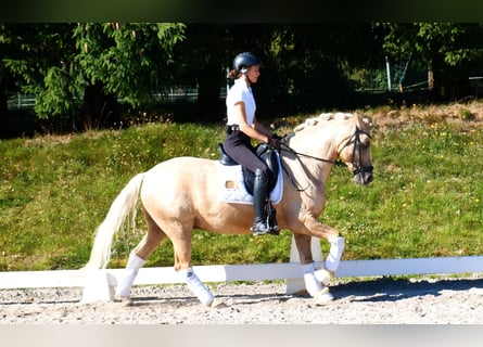 Poney de selle allemand, Hongre, 11 Ans, 148 cm, Palomino