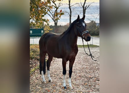 Poney de selle allemand, Hongre, 11 Ans, 154 cm, Bai