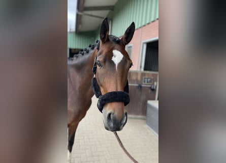 Poney de selle allemand, Hongre, 11 Ans, 154 cm, Bai