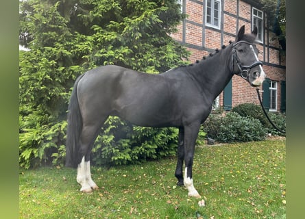 Poney de selle allemand, Hongre, 12 Ans, 148 cm, Noir