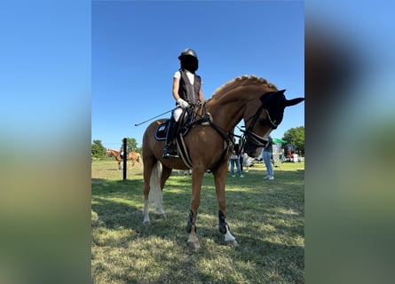 Poney de selle allemand, Hongre, 12 Ans, 156 cm, Palomino