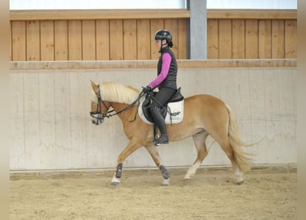 Poney de selle allemand, Hongre, 13 Ans, 142 cm, Alezan