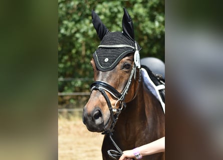 Poney de selle allemand, Hongre, 13 Ans, 146 cm, Bai brun foncé