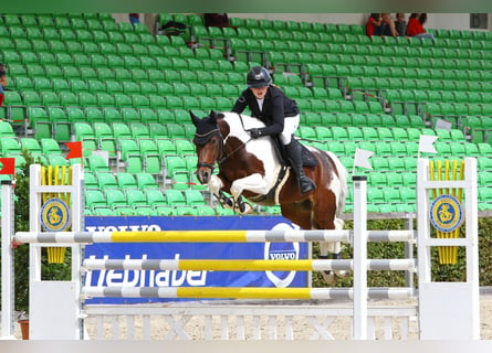 Poney de selle allemand, Hongre, 13 Ans, 148 cm, Pinto