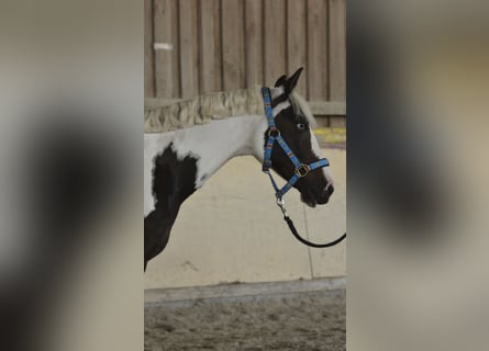 Poney de selle allemand, Hongre, 15 Ans, 140 cm, Pinto