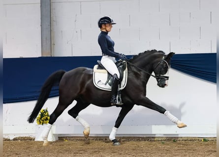 Poney de selle allemand, Hongre, 15 Ans, 147 cm, Bai brun foncé