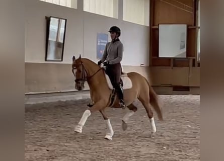 Poney de selle allemand, Hongre, 15 Ans, 148 cm, Alezan
