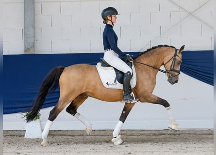 Poney de selle allemand, Hongre, 15 Ans, 148 cm, Isabelle