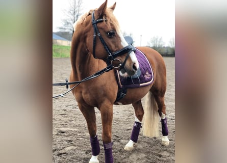 Poney de selle allemand, Hongre, 16 Ans, 142 cm, Alezan