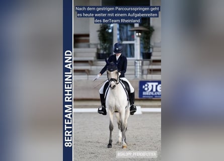 Poney de selle allemand, Hongre, 16 Ans, 148 cm, Palomino