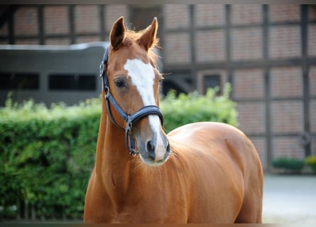 Poney de selle allemand, Hongre, 19 Ans, 148 cm, Alezan