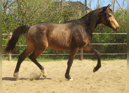 Poney de selle allemand, Hongre, 1 Année, 148 cm, Buckskin