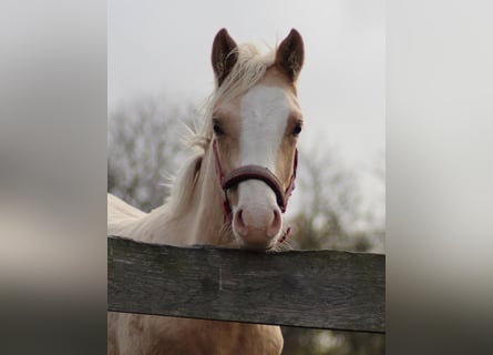 Poney de selle allemand, Hongre, 1 Année, 150 cm, Palomino