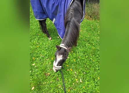 Poney de selle allemand, Hongre, 28 Ans, Bai brun