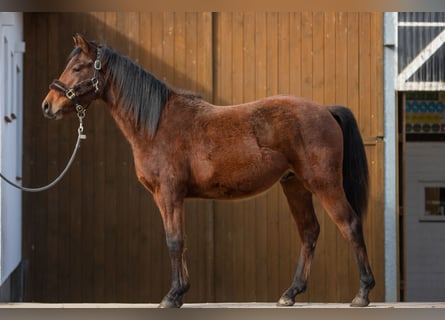 Poney de selle allemand, Hongre, 2 Ans, 144 cm, Bai