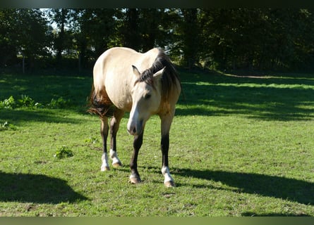 Poney de selle allemand, Hongre, 2 Ans, 150 cm, Buckskin