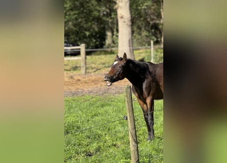 Poney de selle allemand, Hongre, 2 Ans, Bai brun