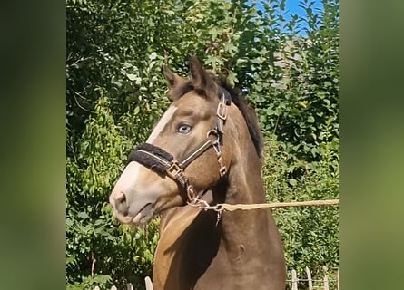 Poney de selle allemand, Hongre, 3 Ans, 136 cm, Isabelle