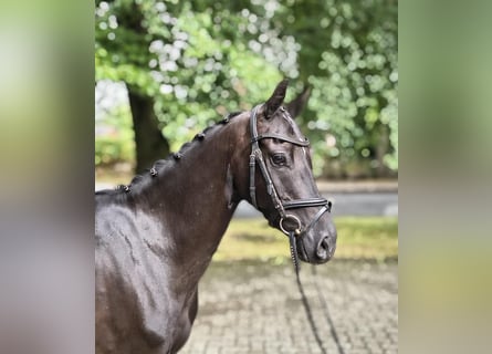 Poney de selle allemand, Hongre, 3 Ans, 138 cm, Noir