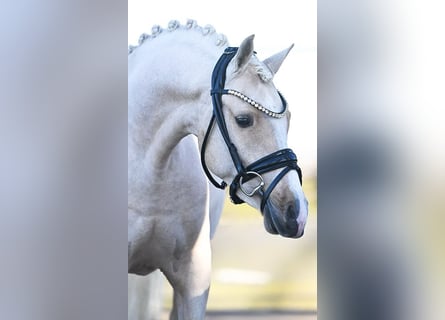Poney de selle allemand, Hongre, 3 Ans, 138 cm, Palomino