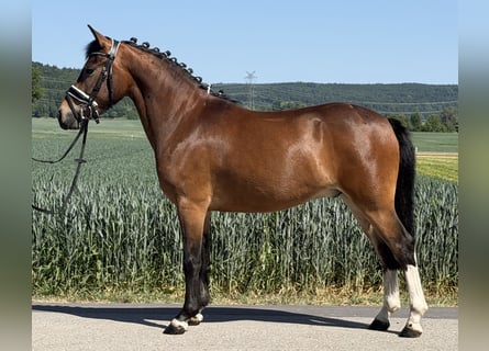 Poney de selle allemand Croisé, Hongre, 3 Ans, 138 cm, Pinto
